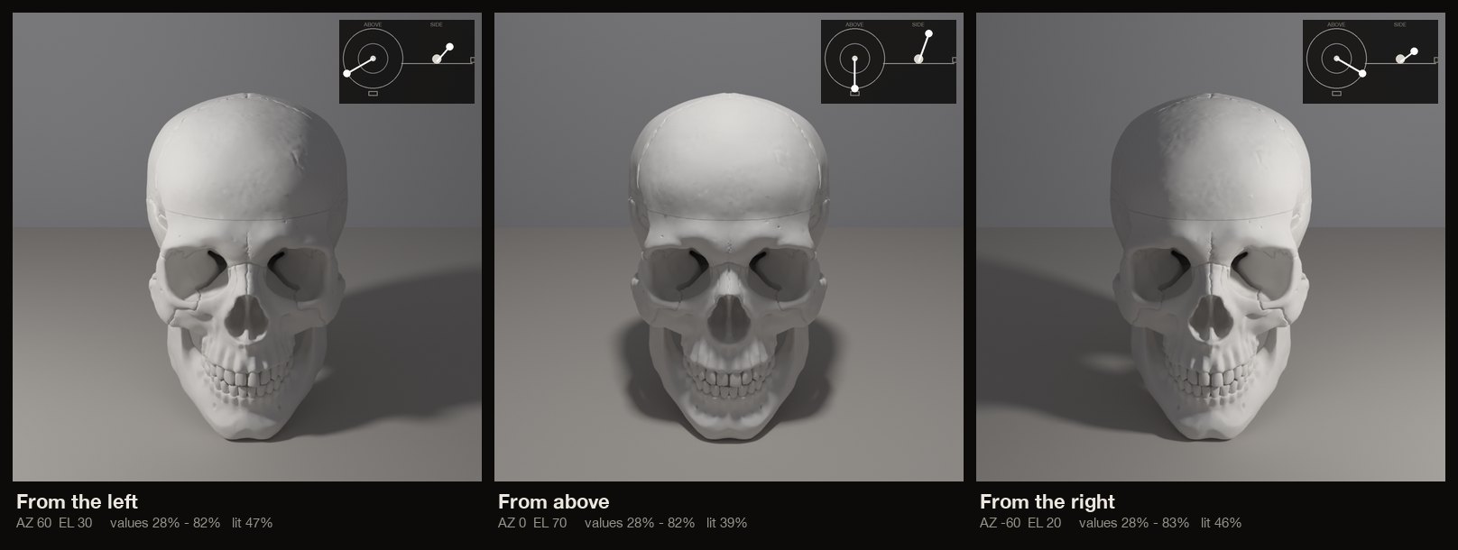 The human skull