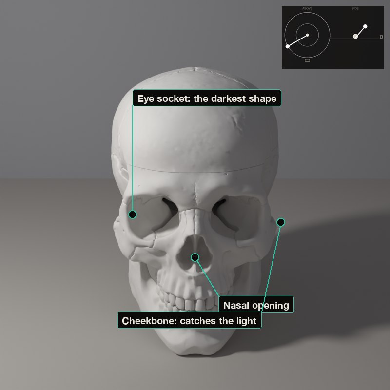 The nose is a wedge: one side lit, one side dark, a small shadow underneath.