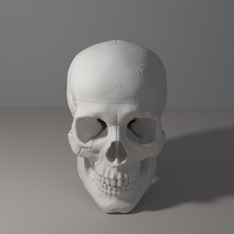 A human skull lit from the left