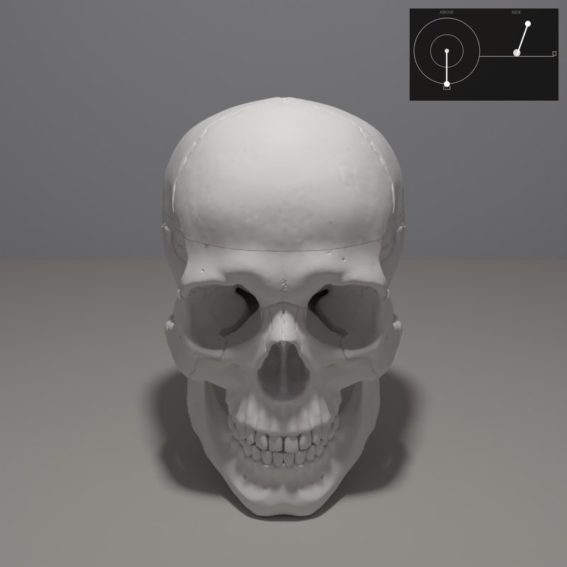 On the skull the cheekbones catch the light and the eye sockets and nasal opening are the darkest shapes.